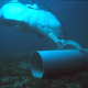 Illustration for article titled Hamas Says It Has Captured An Israeli Spy Dolphin Off The Coast Of Gaza